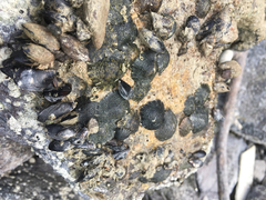 Onchidella nigricans