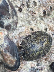 Onchidella nigricans