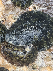 Onchidella nigricans