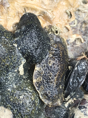 Onchidella nigricans