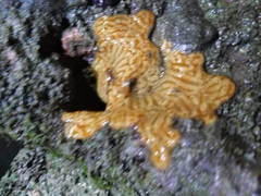 Styelidae