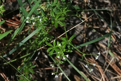 Galium mexicanum