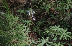 Lupinus neomexicanus