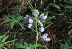Lupinus neomexicanus