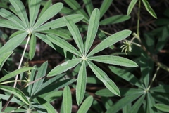 Lupinus neomexicanus