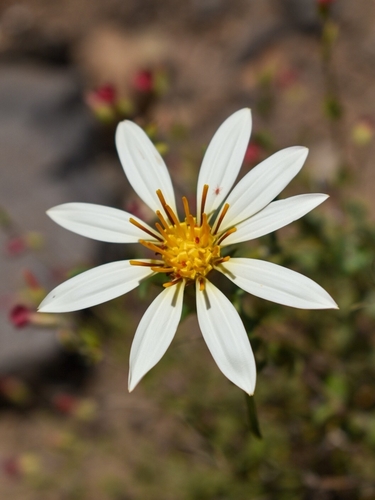 Mutisia sinuata, photograph 5