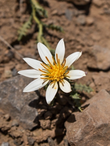 Mutisia sinuata, photograph 6
