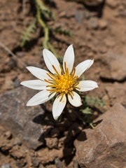 Mutisia sinuata, photograph (c) Cochi González, some rights reserved (CC BY)