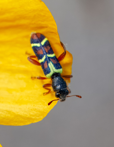 Trichodes peninsularis Horn, 1894
