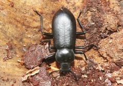 Iphthiminus lewisii