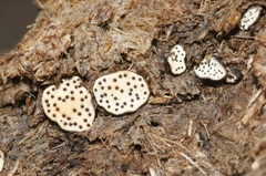 Poronia erici