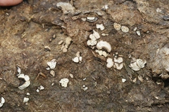Poronia erici