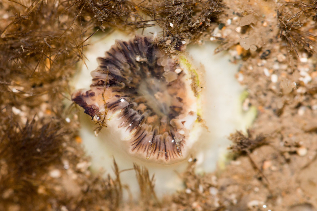 Blackened cup corals