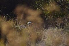 Ardea alba