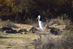 Ardea alba
