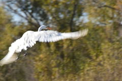 Ardea alba