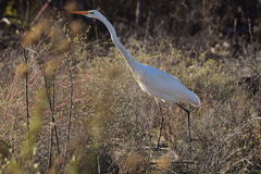 Ardea alba