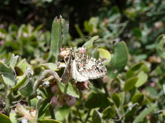 Hydriomena irata