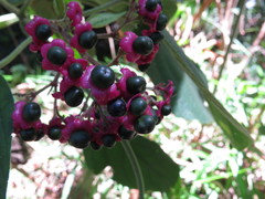 Clerodendrum tracyanum