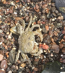 Hemigrapsus crenulatus