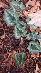 Cyclamen