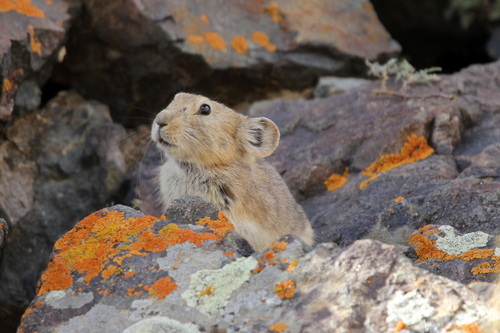 Alpine Pika