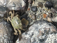Hemigrapsus crenulatus