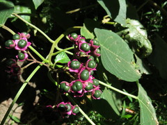 Clerodendrum tracyanum