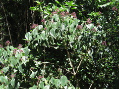 Clerodendrum tracyanum