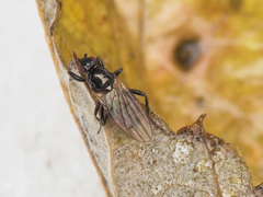 Crumomyia
