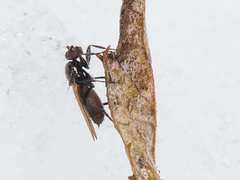 Crumomyia