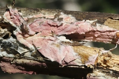 Ceriporia purpurea