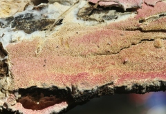 Ceriporia purpurea