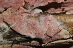 Ceriporia purpurea