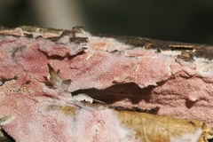 Ceriporia purpurea