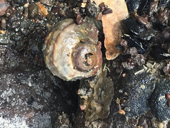Amphibola crenata