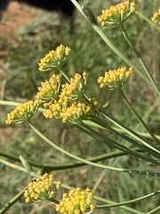 Afrosciadium magalismontanum