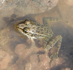 Lithobates magnaocularis