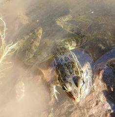 Lithobates magnaocularis