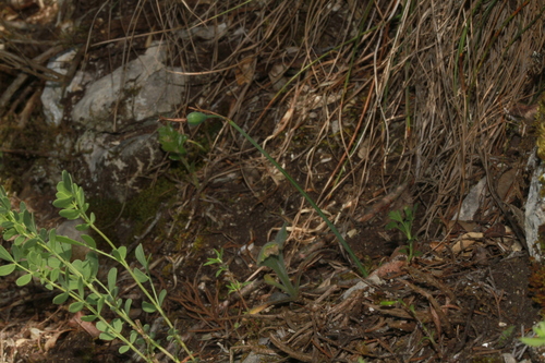 Fabre's Snowflake (Acis fabrei)