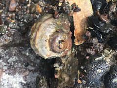 Amphibola crenata