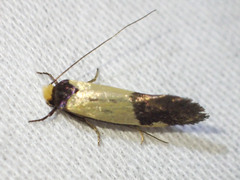 Edosa irruptella