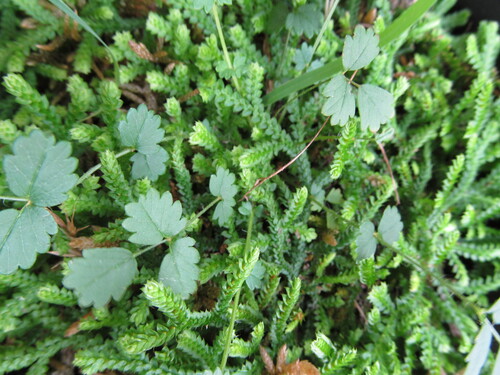 Toothed-leaved clubmoss (Selaginella denticulata)