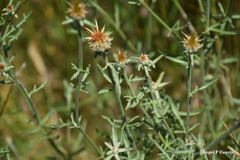 Centaurea ornata