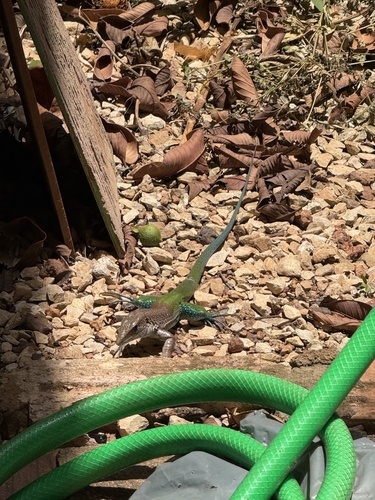 Giant Ameiva