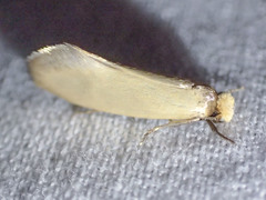 Edosa ochracea