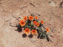 Gazania ciliaris