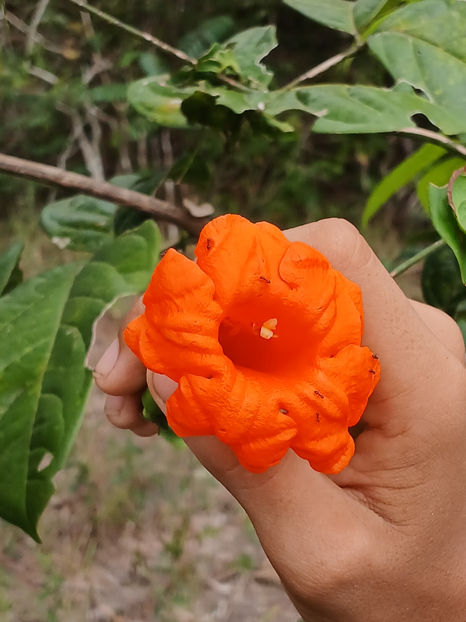 Cordia subcordata