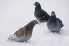 Columba livia domestica