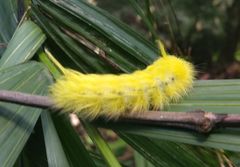 Apatelodes torrefacta